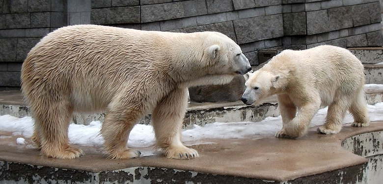 Eisbär Lars und Eisbärin Vilma am 9. Januar 2011 im Zoo Wuppertal