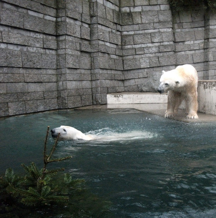 Eisbärin Vilma und Eisbär Lars am 15. Januar 2011 im Zoologischen Garten Wuppertal