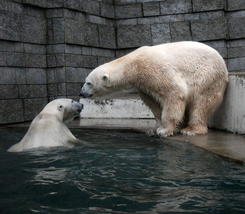 Eisbärin Vilma und Eisbär Lars am 15. Januar 2011 im Zoo Wuppertal