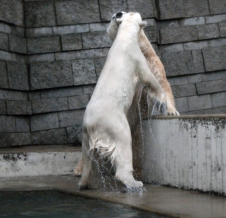 Eisbärin Vilma und Eisbär Lars am 15. Januar 2011 im Zoologischen Garten Wuppertal