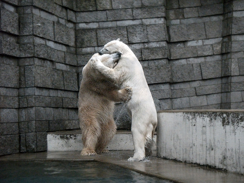 Eisbär Lars und Eisbärin Vilma am 15. Januar 2011 im Wuppertaler Zoo