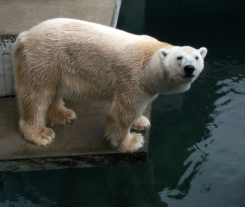 Eisbär Lars am 15. Januar 2011 im Wuppertaler Zoo