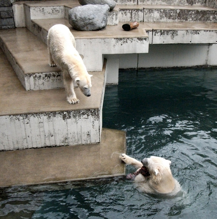 Eisbärin Vilma und Eisbär Lars am 15. Januar 2011 im Zoologischen Garten Wuppertal