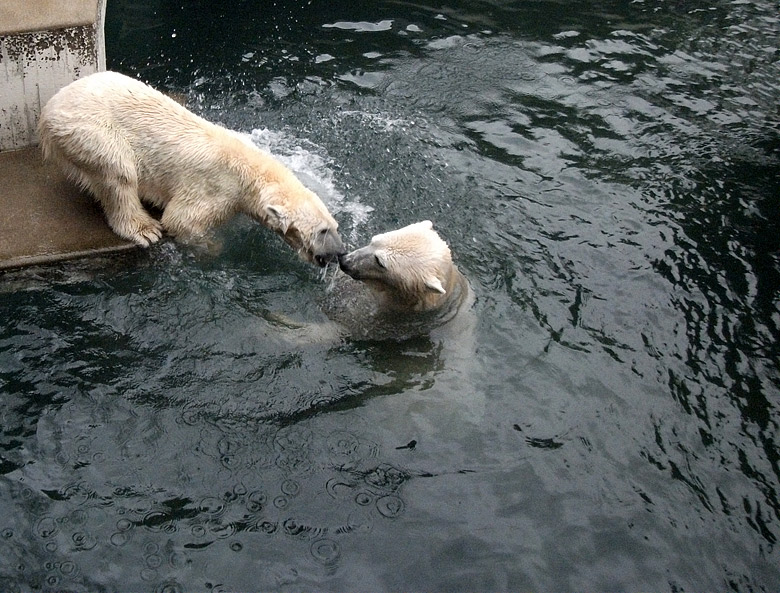 Eisbärin Vilma und Eisbär Lars am 15. Januar 2011 im Zoo Wuppertal