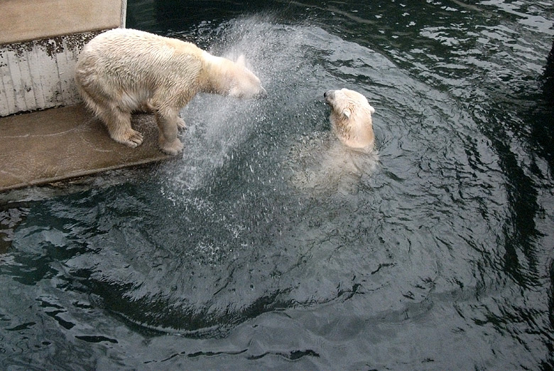 Eisbärin Vilma und Eisbär Lars am 15. Januar 2011 im Zoologischen Garten Wuppertal