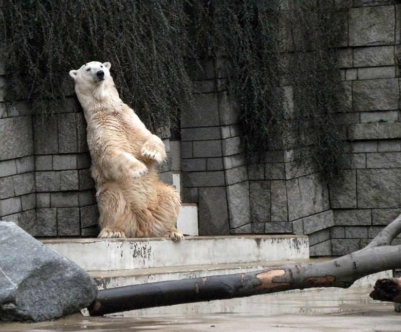 Eisbär Lars am 15. Januar 2011 im Zoologischen Garten Wuppertal