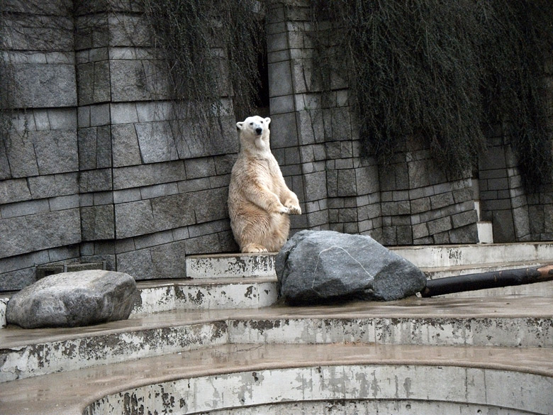 Eisbär Lars am 15. Januar 2011 im Wuppertaler Zoo