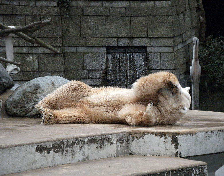 Eisbär Lars am 15. Januar 2011 im Zoo Wuppertal