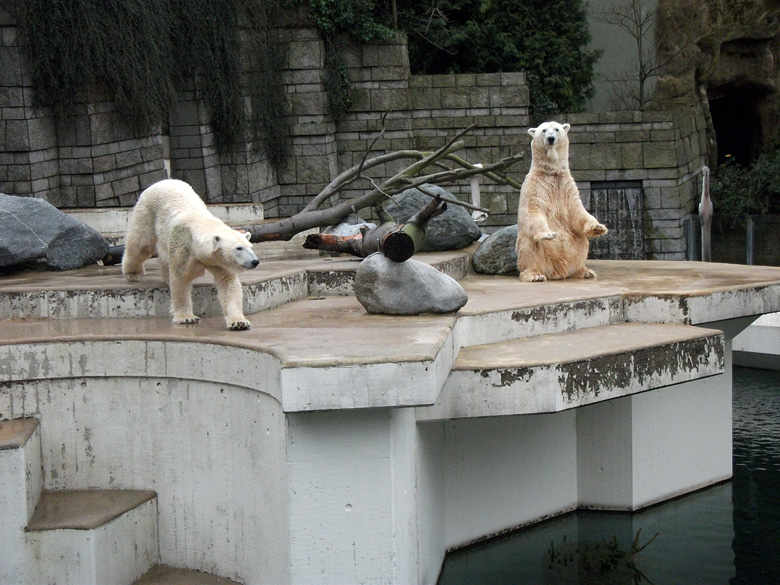 Eisbärin Vilma und Eisbär Lars am 15. Januar 2011 im Wuppertaler Zoo