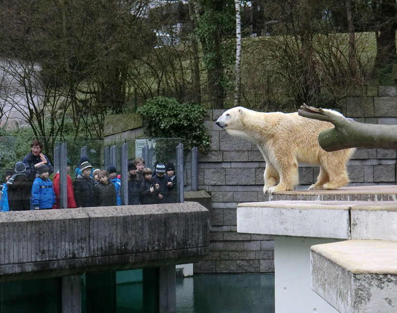 Eisbär Lars am 5. Februar 2011 im Zoo Wuppertal