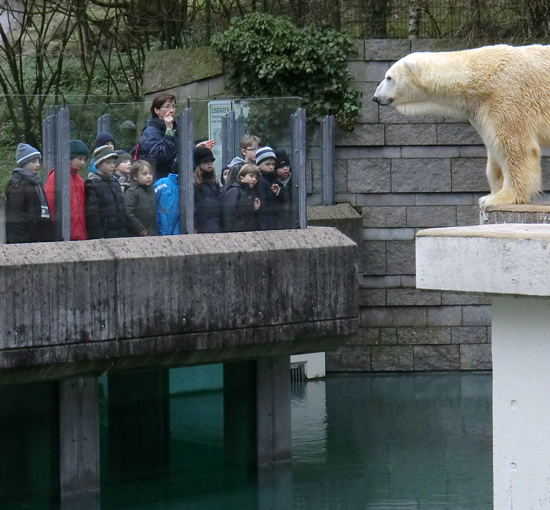 Eisbär Lars am 5. Februar 2011 im Zoologischen Garten Wuppertal