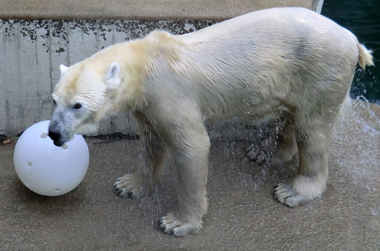 Eisbärin Vilma am 5. Februar 2011 im Wuppertaler Zoo