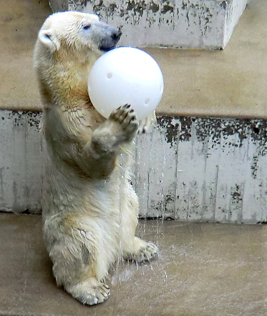 Eisbärin Vilma und Eisbär Lars am 5. Februar 2011 im Wuppertaler Zoo