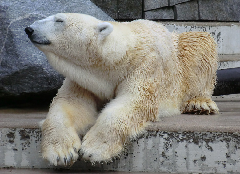 Eisbär Lars am 5. Februar 2011 im Zoo Wuppertal