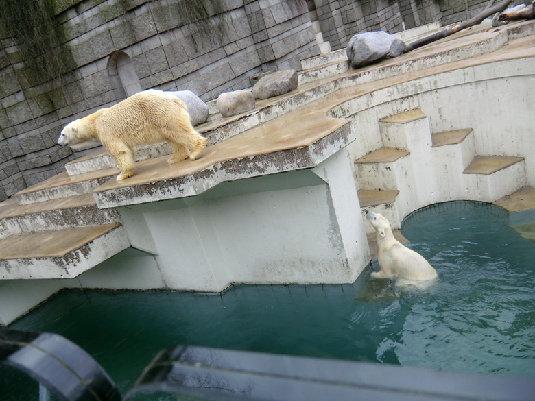 Eisbär Lars und Eisbärin Vilma am 6. Februar 2011 im Wuppertaler Zoo