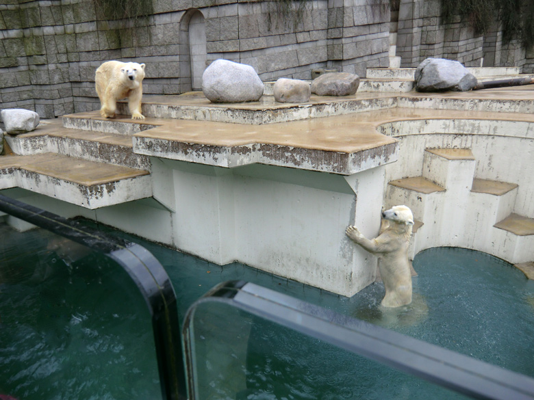 Eisbär Lars und Eisbärin Vilma am 6. Februar 2011 im Zoologischen Garten Wuppertal