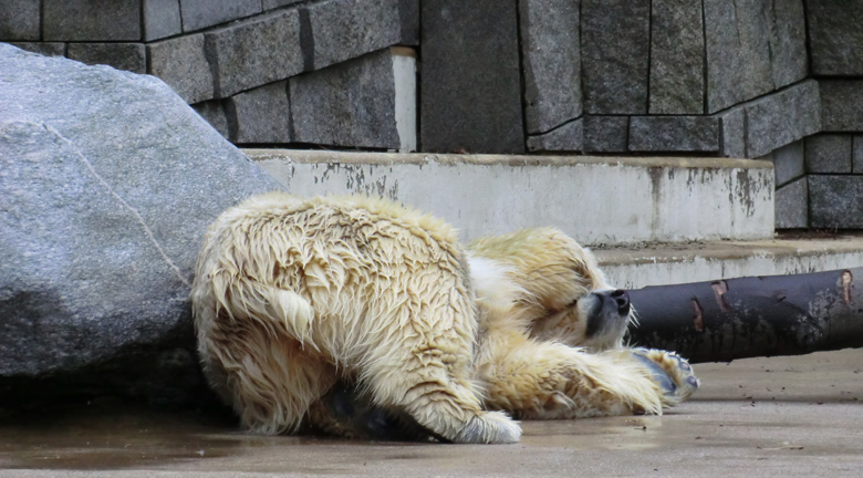 Eisbärin Vilma am 6. Februar 2011 im Zoo Wuppertal