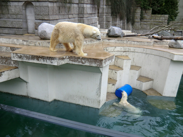 Eisbär Lars und Eisbärin Vilma am 6. Februar 2011 im Zoologischen Garten Wuppertal