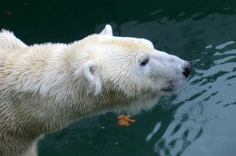 Eisbärin Vilma am 6. Februar 2011 im Zoologischen Garten Wuppertal