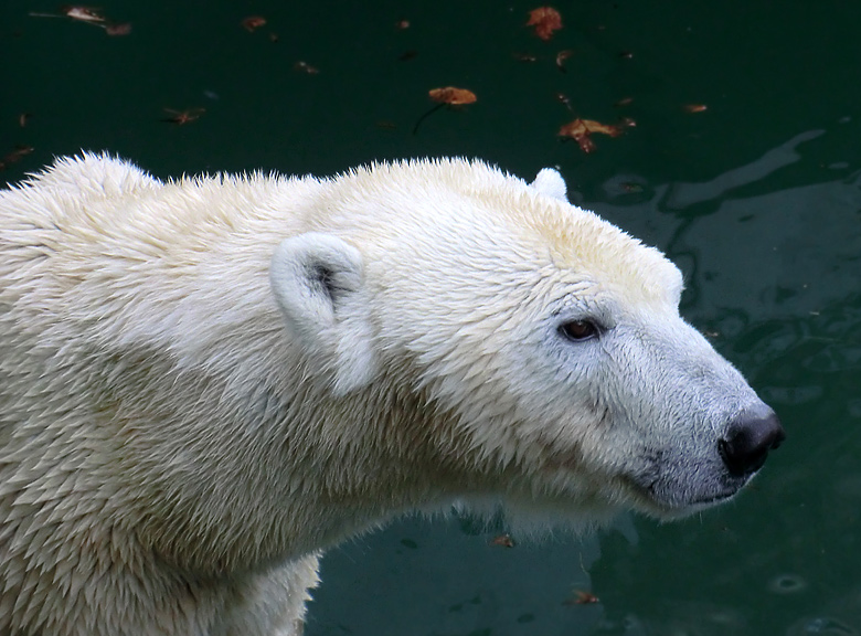 Eisbärin Vilma am 6. Februar 2011 im Wuppertaler Zoo