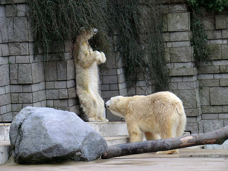 Eisbärin Vilma und Eisbär Lars am 6. Februar 2011 im Zoologischen Garten Wuppertal