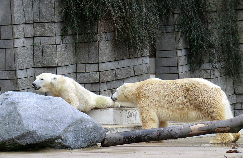 Eisbärin Vilma und Eisbär Lars am 6. Februar 2011 im Zoo Wuppertal