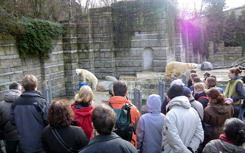 Eisbärin Vilma und Eisbär Lars am 13. Februar 2011 im Zoologischen Garten Wuppertal