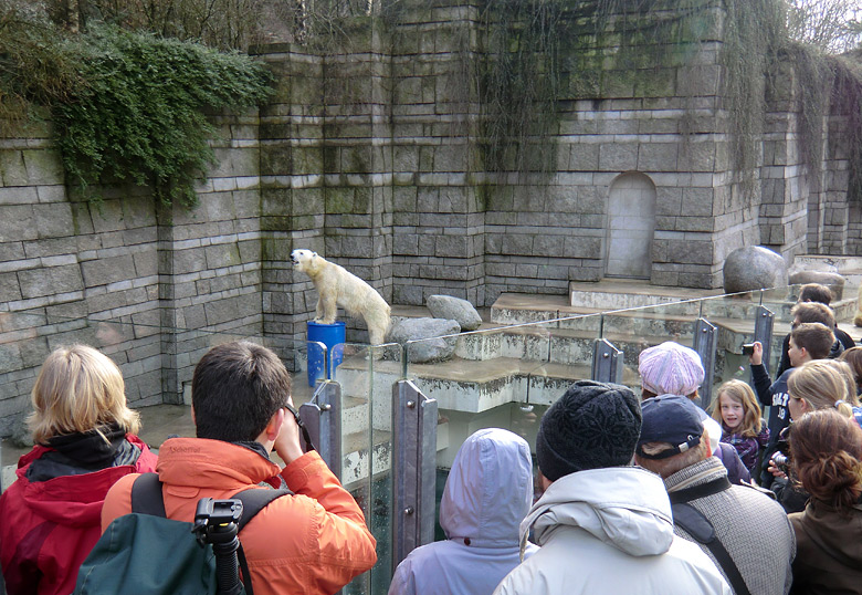 Eisbärin Vilma mit blauer Tonne am 13. Februar 2011 im Wuppertaler Zoo