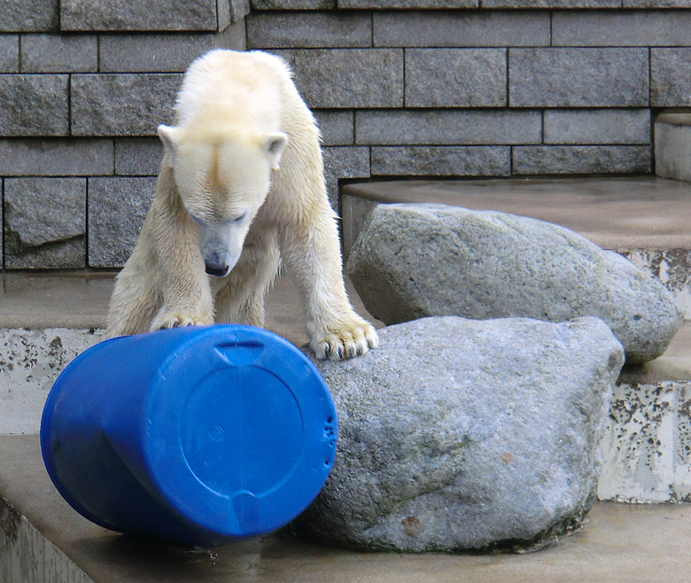 Eisbärin Vilma mit blauer Tonne am 13. Februar 2011 im Zoo Wuppertal