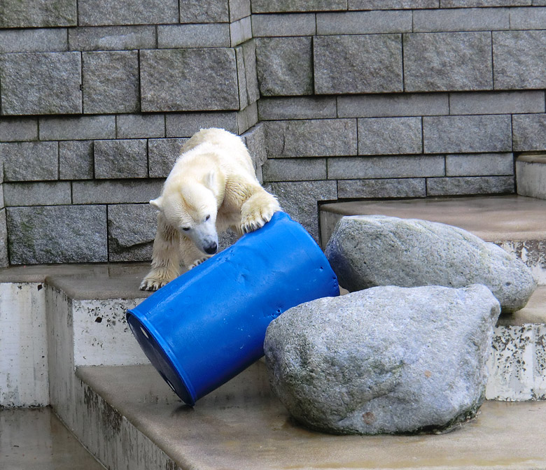 Eisbärin Vilma mit blauer Tonne am 13. Februar 2011 im Zoo Wuppertal