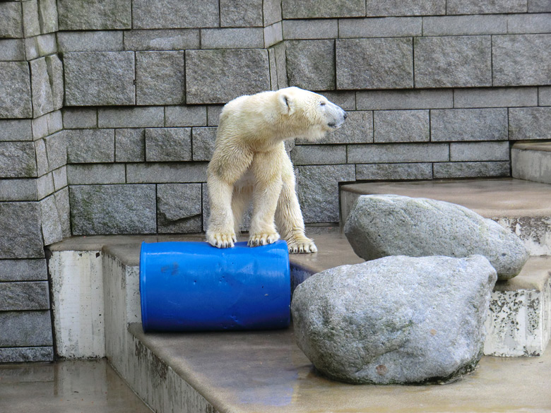 Eisbärin Vilma mit blauer Tonne am 13. Februar 2011 im Wuppertaler Zoo