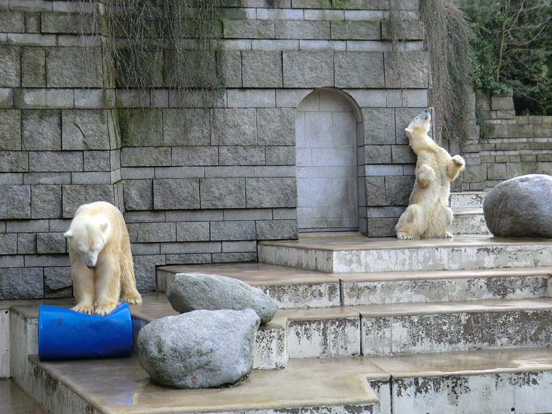 Eisbär Lars und Eisbärin Vilma am 13. Februar 2011 im Wuppertaler Zoo