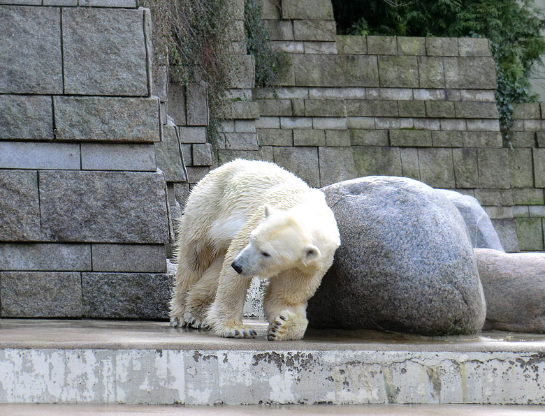 Eisbärin Vilma am 13. Februar 2011 im Zoologischen Garten Wuppertal