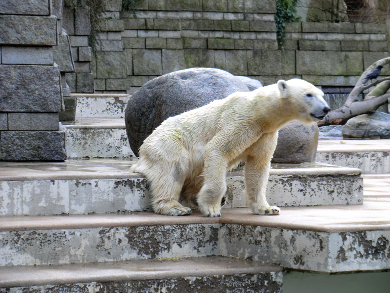 Eisbärin Vilma am 13. Februar 2011 im Zoo Wuppertal