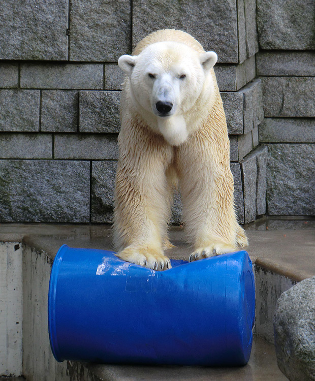 Eisbär Lars am 13. Februar 2011 im Zoologischen Garten Wuppertal