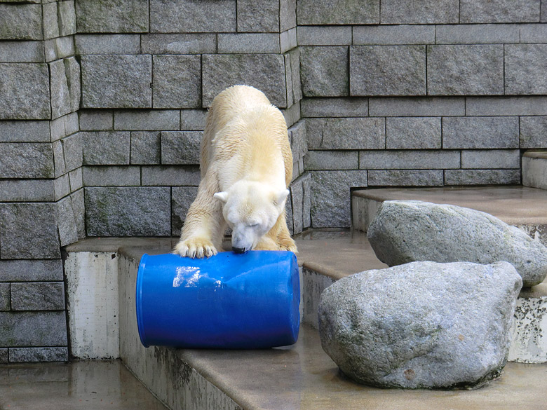 Eisbär Lars am 13. Februar 2011 im Wuppertaler Zoo