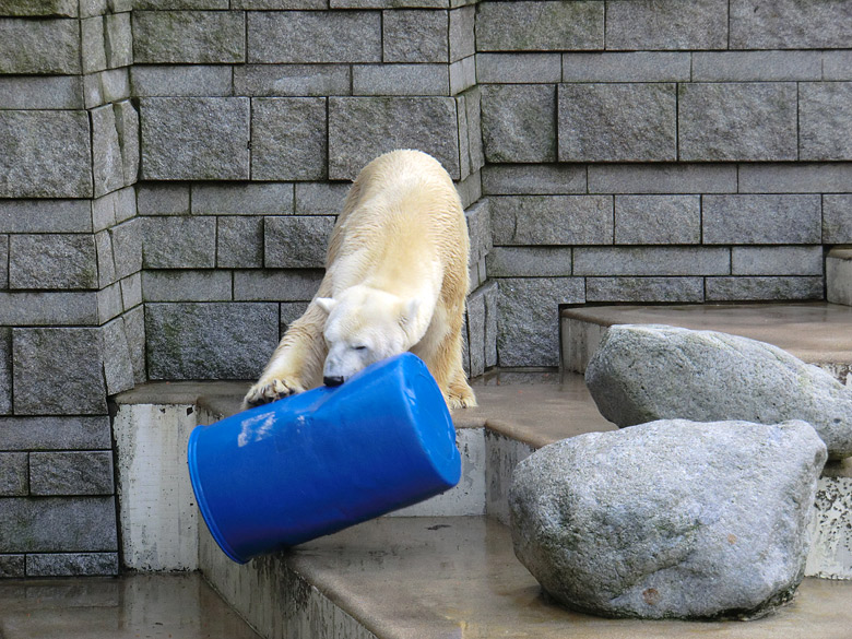 Eisbär Lars am 13. Februar 2011 im Zoo Wuppertal