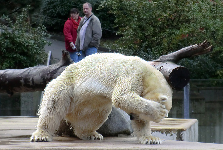 Eisbärin Vilma am 13. Februar 2011 im Wuppertaler Zoo