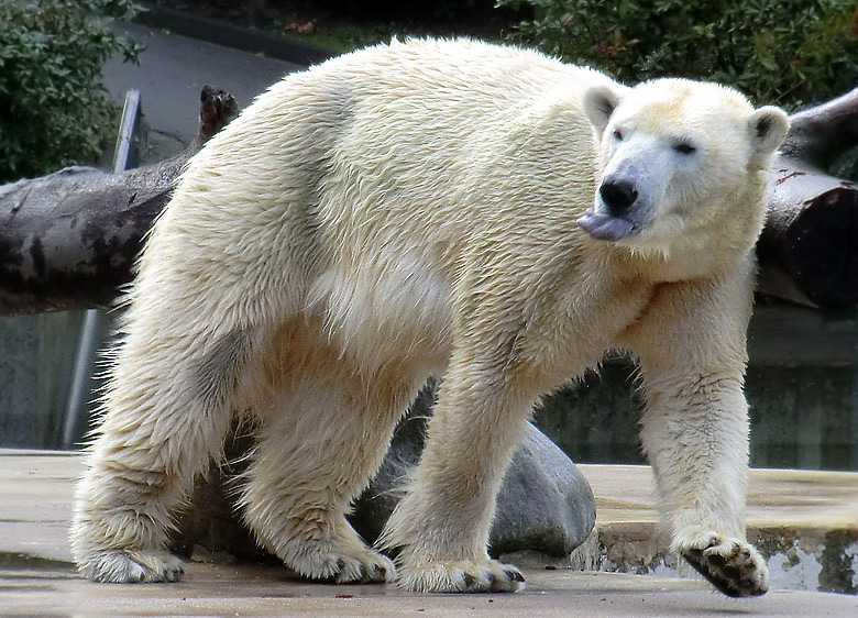 Eisbärin Vilma am 13. Februar 2011 im Zoologischen Garten Wuppertal