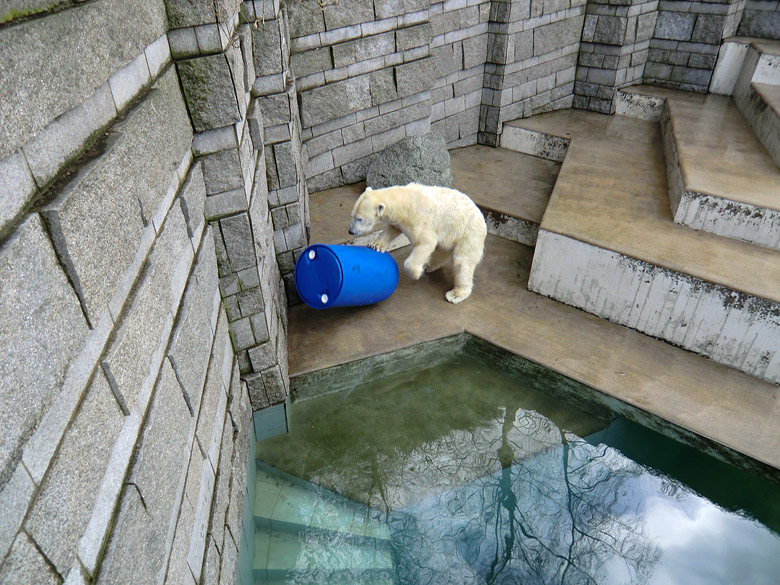 Eisbärin Vilma am 13. Februar 2011 im Wuppertaler Zoo