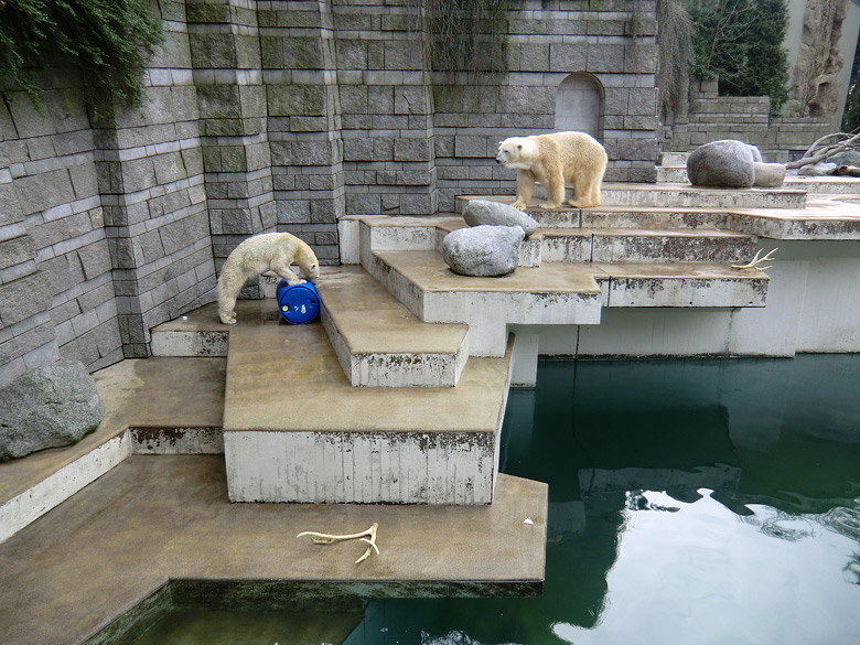 Eisbärin Vilma und Eisbär Lars am 20. Februar 2011 im Zoo Wuppertal