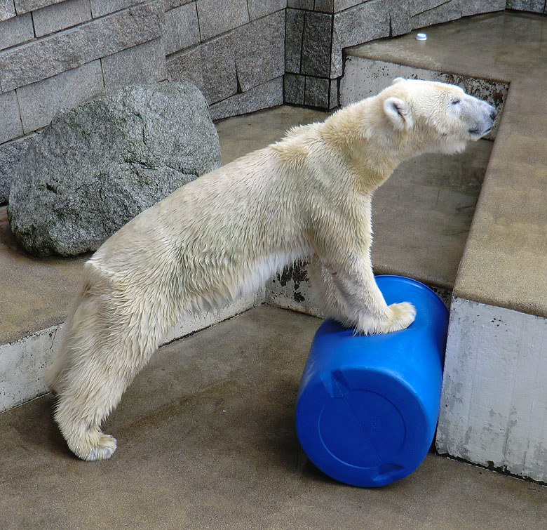 Eisbärin Vilma am 20. Februar 2011 im Wuppertaler Zoo