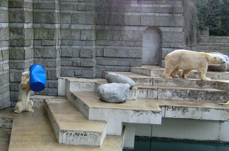 Eisbärin Vilma und Eisbär Lars am 20. Februar 2011 im Zoo Wuppertal