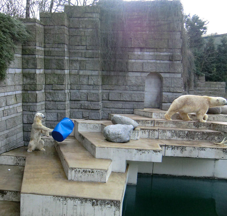 Eisbärin Vilma und Eisbär Lars am 20. Februar 2011 im Zoologischen Garten Wuppertal