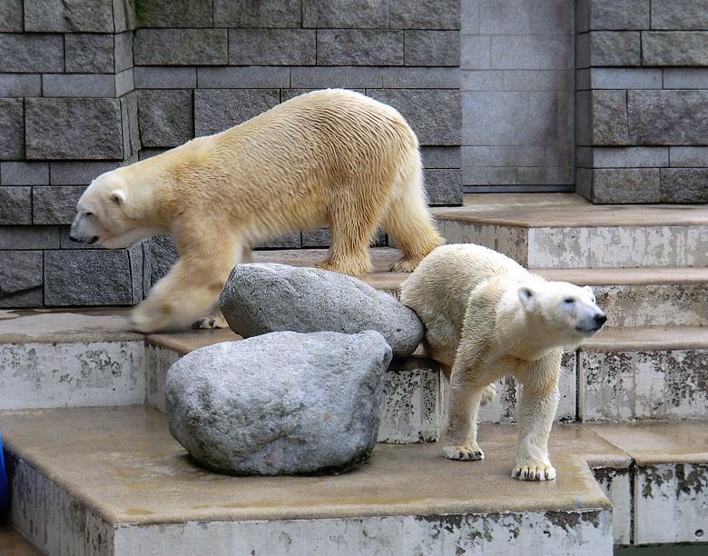 Eisbär Lars und Eisbärin Vilma am 20. Februar 2011 im Zoologischen Garten Wuppertal