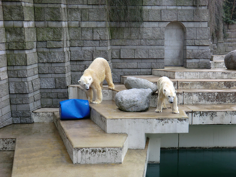 Eisbär Lars und Eisbärin Vilma am 20. Februar 2011 im Wuppertaler Zoo