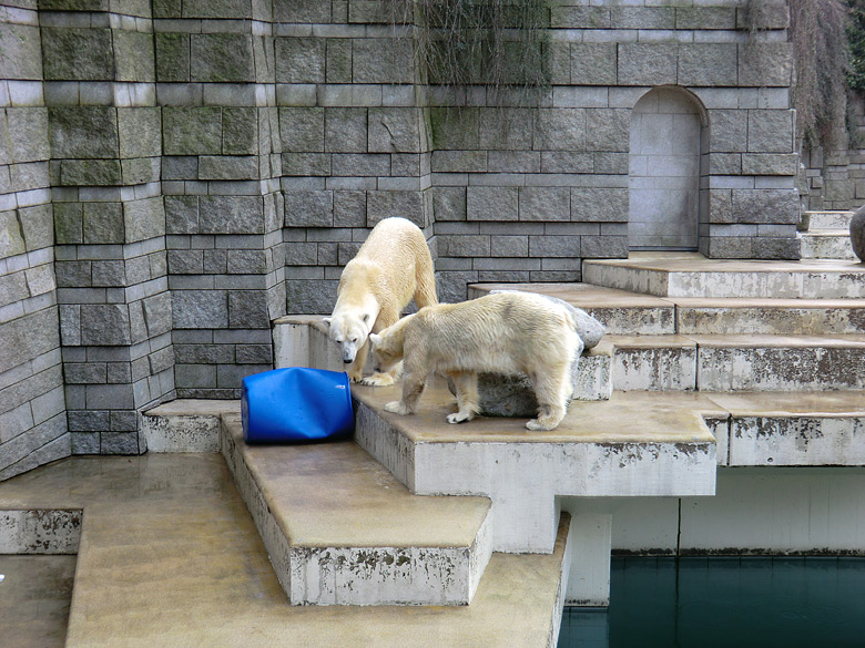 Eisbär Lars und Eisbärin Vilma am 20. Februar 2011 im Zoo Wuppertal