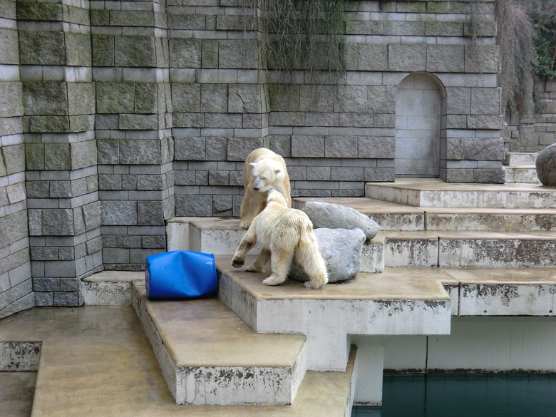 Eisbärin Vilma und Eisbär Lars am 20. Februar 2011 im Zoologischen Garten Wuppertal