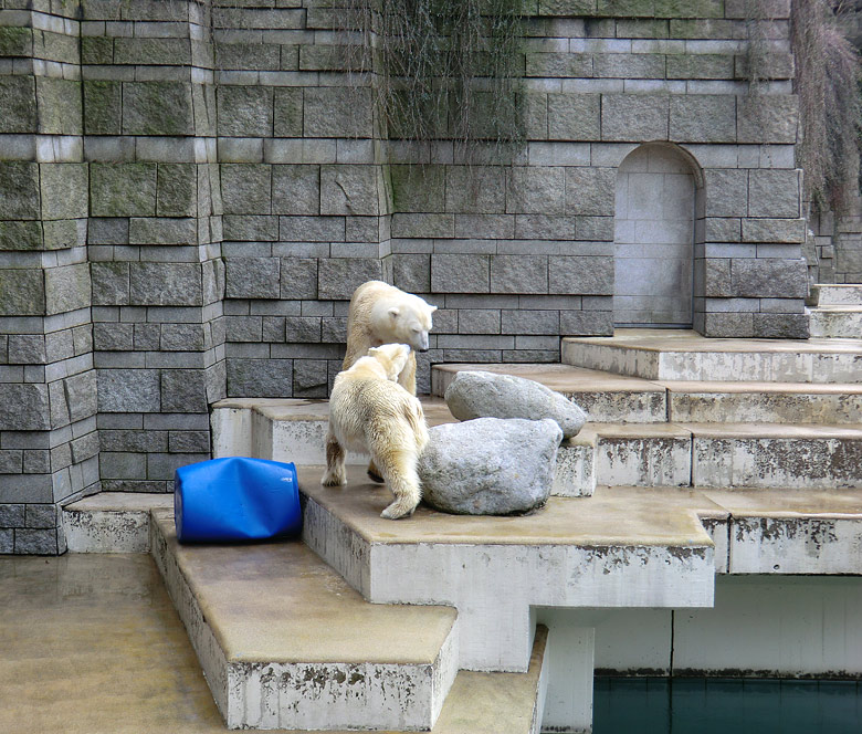 Eisbärin Vilma und Eisbär Lars am 20. Februar 2011 im Zoo Wuppertal