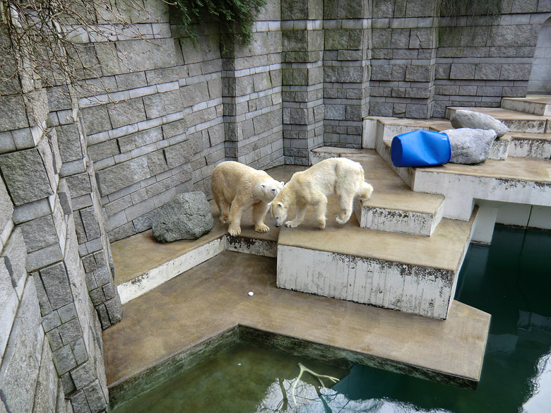 Eisbär Lars und Eisbärin Vilma am 20. Februar 2011 im Zoologischen Garten Wuppertal